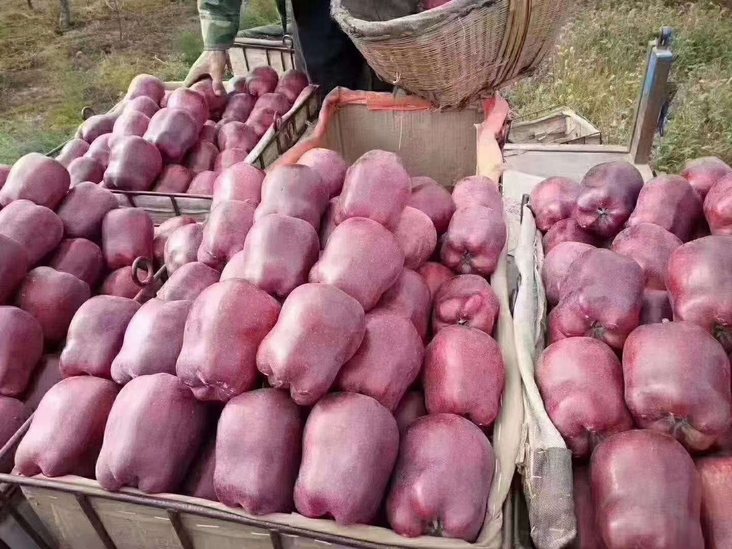 新疆花牛苹果采摘现场