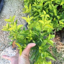 黄金梅盆栽多年生木本秋季冬季耐寒开花植物花卉带花苞