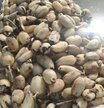 [莲藕批发]小藕瓜价格0.80元/斤 - 一亩田