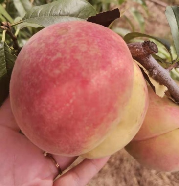 脆甜桃新鲜现摘水果当季秋季大桃王九九