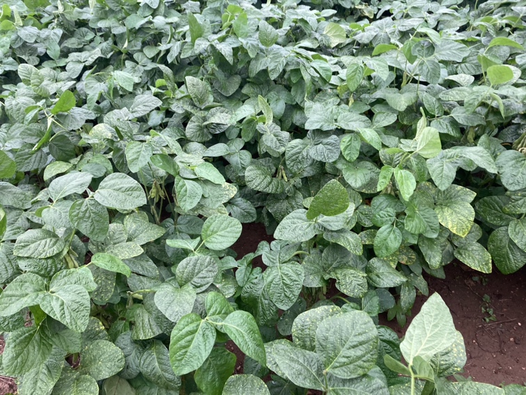 大豆高产田间图