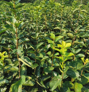 太秋甜柿苗大秋甜柿苗日本引进新品千甜柿苗野柿砧木甜柿苗