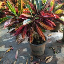 老兵苗圃专售绿植盆景变色木