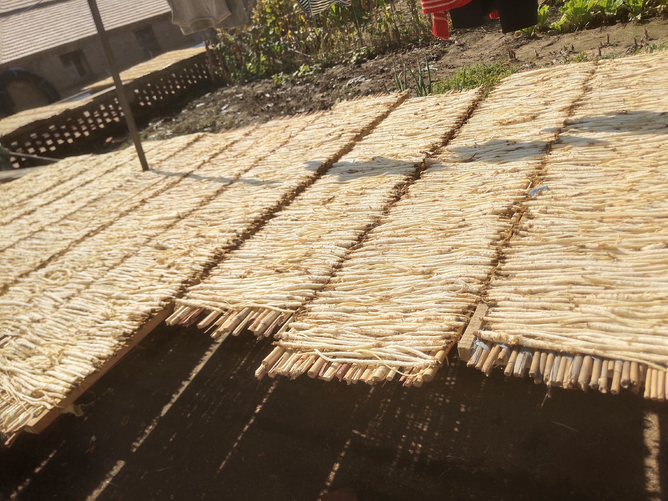 一位身穿白大褂的中药师正在传统中药铺的操作台前,手持研钵研磨干燥的北沙参切片,旁边放置着写有‘沙参散’字样的棕色药罐,背景可见多个木质中药抽屉柜,墙上悬挂着‘道地药材’匾额 传统中药房内药师正在研磨北沙参制作沙参散