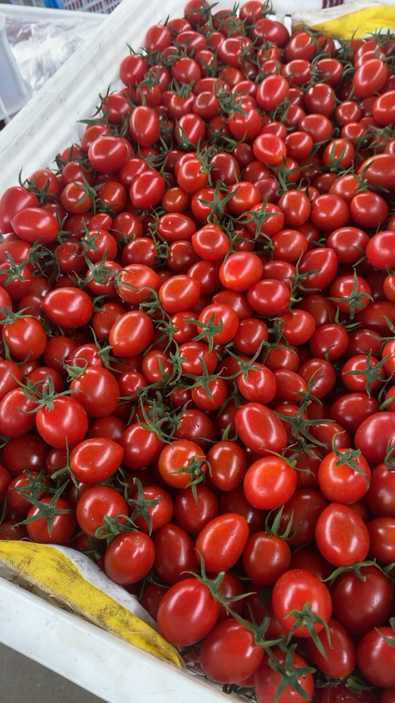 平度,圣女果,小柿子,洋枣,釜山88