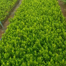 靓货小叶龙船花，大量现货待售