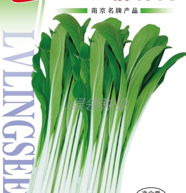 绿领 箭杆白 小白菜青菜种子长梗耐寒耐渍适合腌菜品种蔬菜