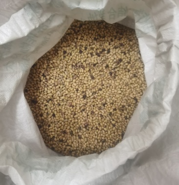 有机黄豆,田坎豆,六月黄