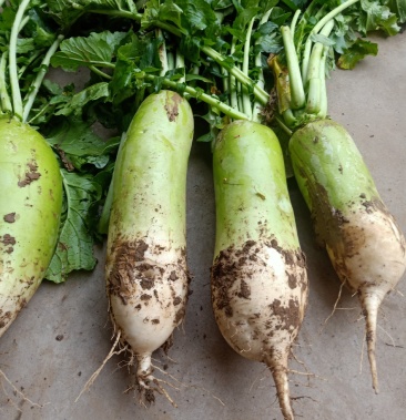 萝卜791玉美人翠玉