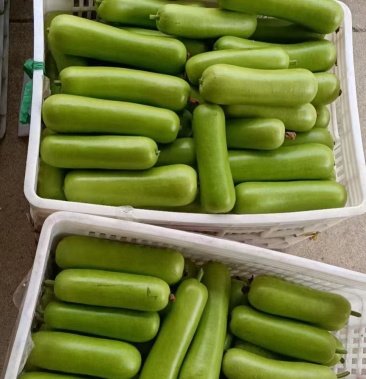 [葫芦批发]葫瓜,瓢瓜,蒲瓜量大需要的联系价格1.10元/斤 - 一亩田