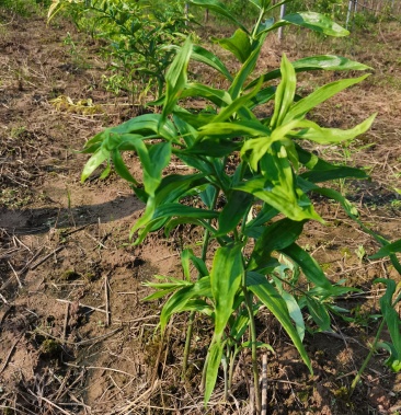 黄精壮苗猫儿姜种苗营山范围内送货上门