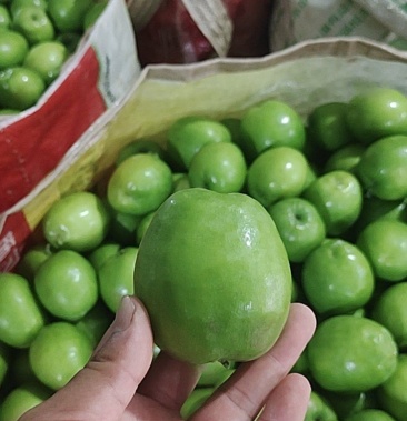 [青枣批发]新鲜青枣价格2.00元/斤 - 一亩田