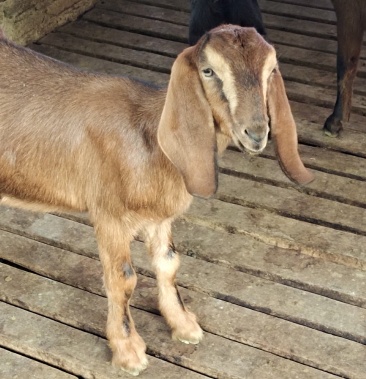 山羊努比亚黑山羊,黄大耳羊