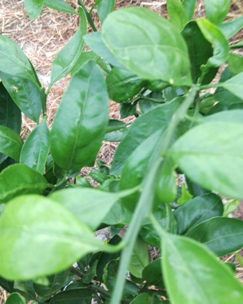 柑橘特早熟品种丰福早生国内最早的特早熟柑桔