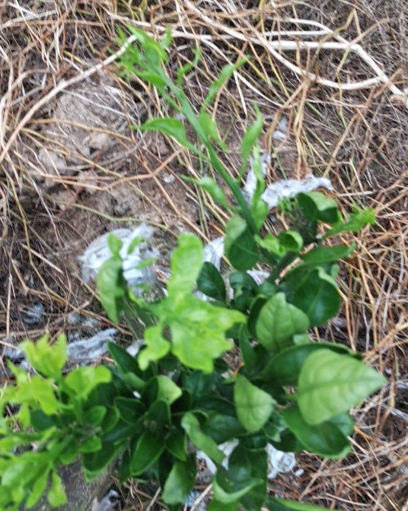 柑橘特早熟品种丰福早生国内最早的特早熟柑桔