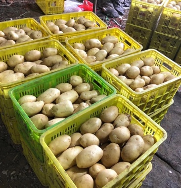 源头直采土豆.西森,709,226欢迎来采购