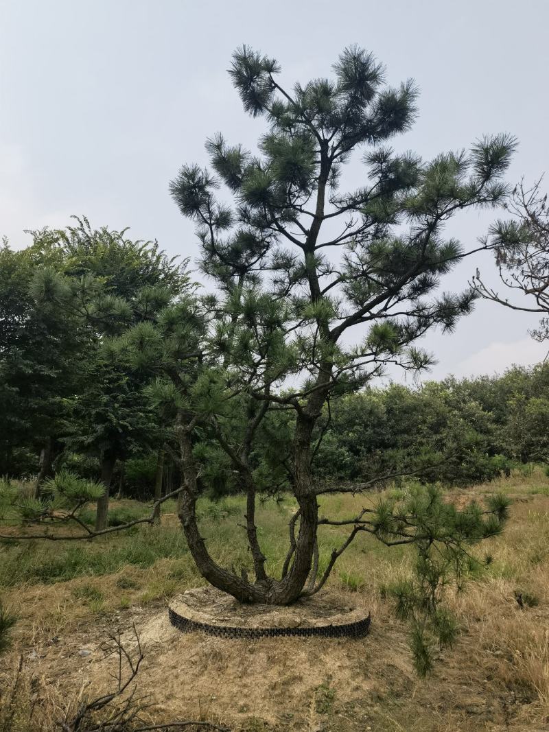 山东威海黑松基地图片