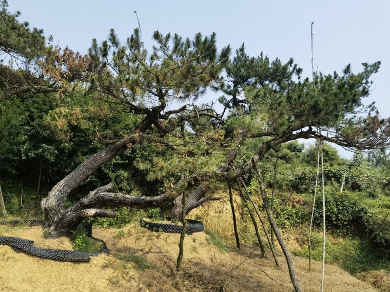 山东威海黑松基地图片