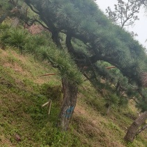 造型黑松，造型油松，造型松，景观松，全国大型基地