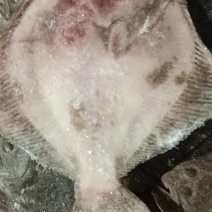 冷冻多宝鱼