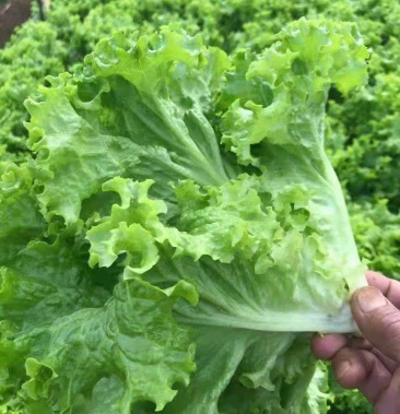 [生菜批发]美国大速生菜价格3.00元/公斤 - 一亩田