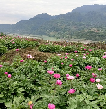 我基地有150亩白芍现可出售