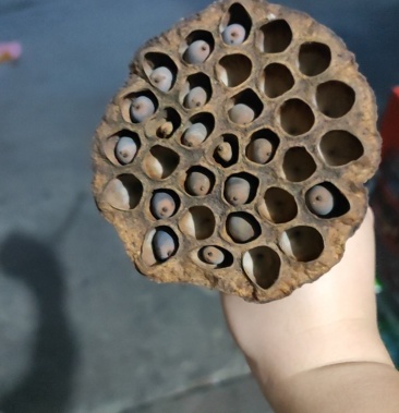 莲蓬壳,干莲蓬,雪莲莲蓬,艺术品批发,免损发货