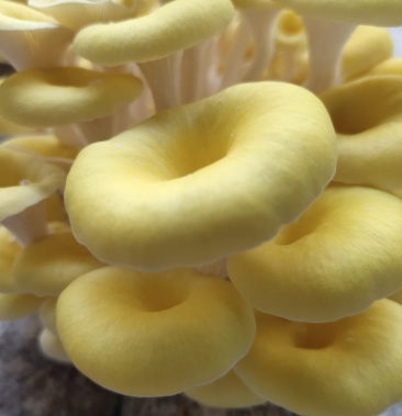 鸡油菌干货人工种植云南产地直销又名黄金菇