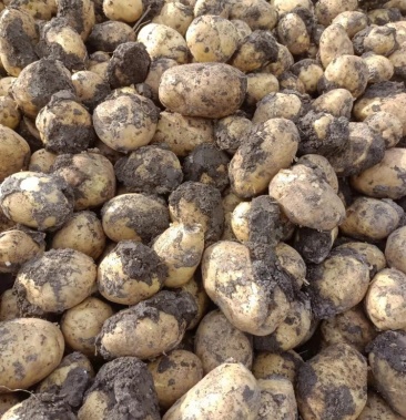 黑龙江黄心土豆尤金885