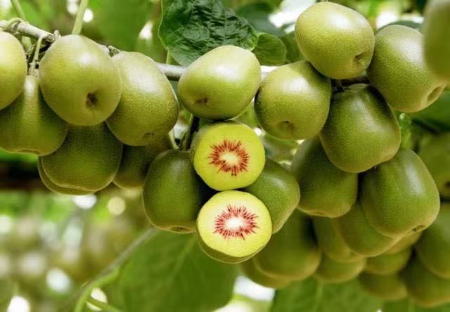 绿心猕猴桃干特写
