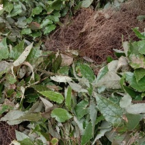 甘肃陇南高含量柔毛淫羊藿种苗，需要的种植的老板联系