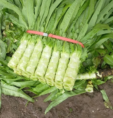 青尖叶莴笋精品莴笋质量不错基地直销一手货源
