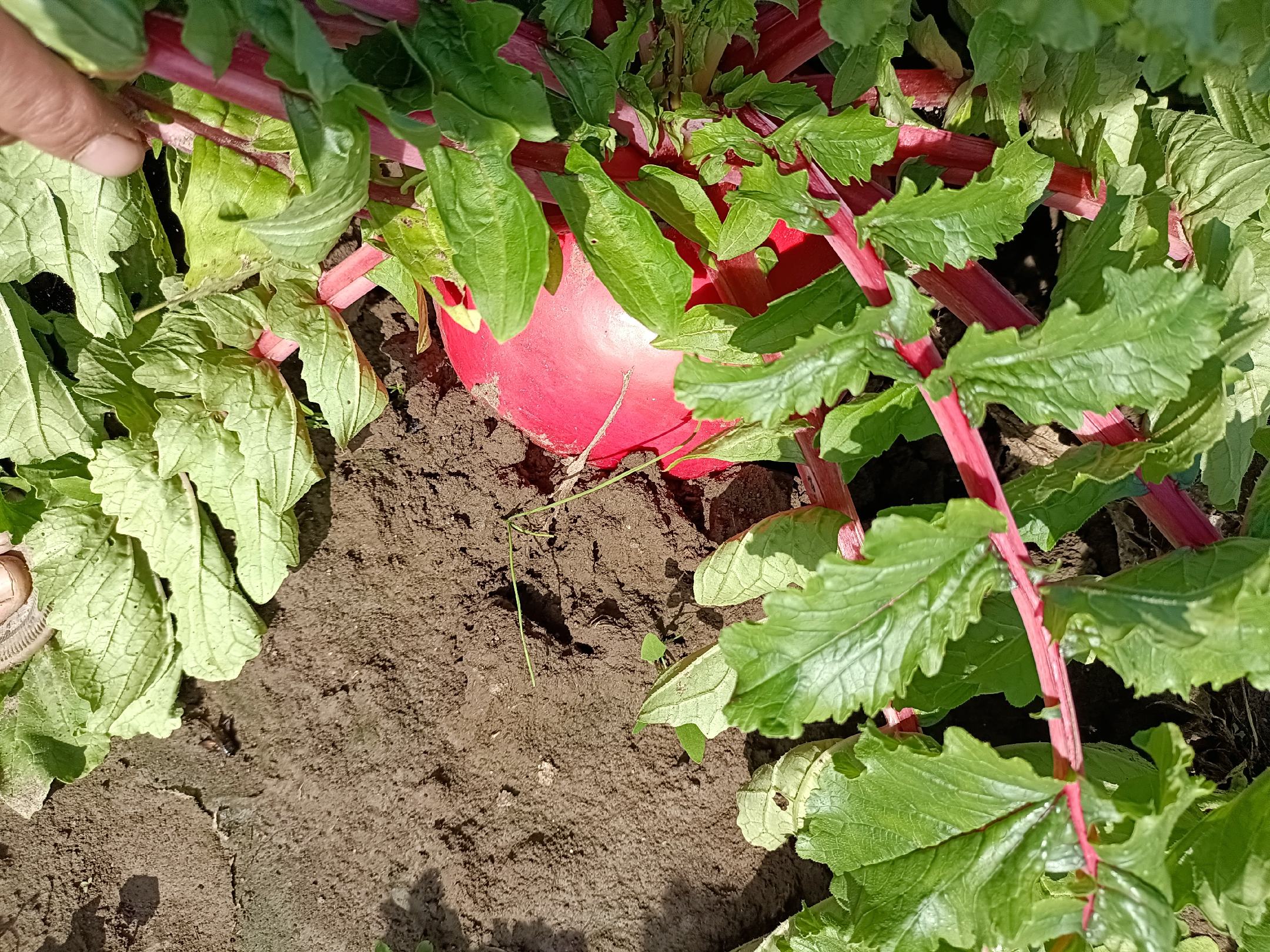 红皮萝卜采收与分级包装场景