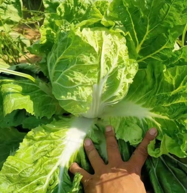 河南开封夏阳白,白菜大量供应中!
