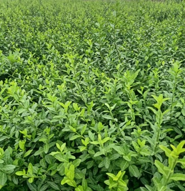 扶芳藤护坡苗木 大小叶扶芳藤 爬行卫矛 基地现货 规格全