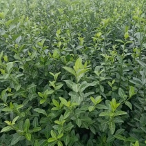 小叶扶芳藤扶芳藤杯苗规格全工地绿化多年生常绿