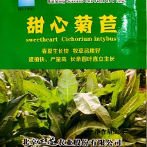 蔬菜种子牧草种子菊苣种子阳台庭院盆栽水果蔬果籽菊苣