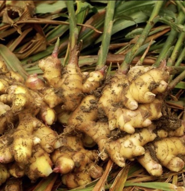 [生姜批发]生姜价格7.00元/斤 - 一亩田