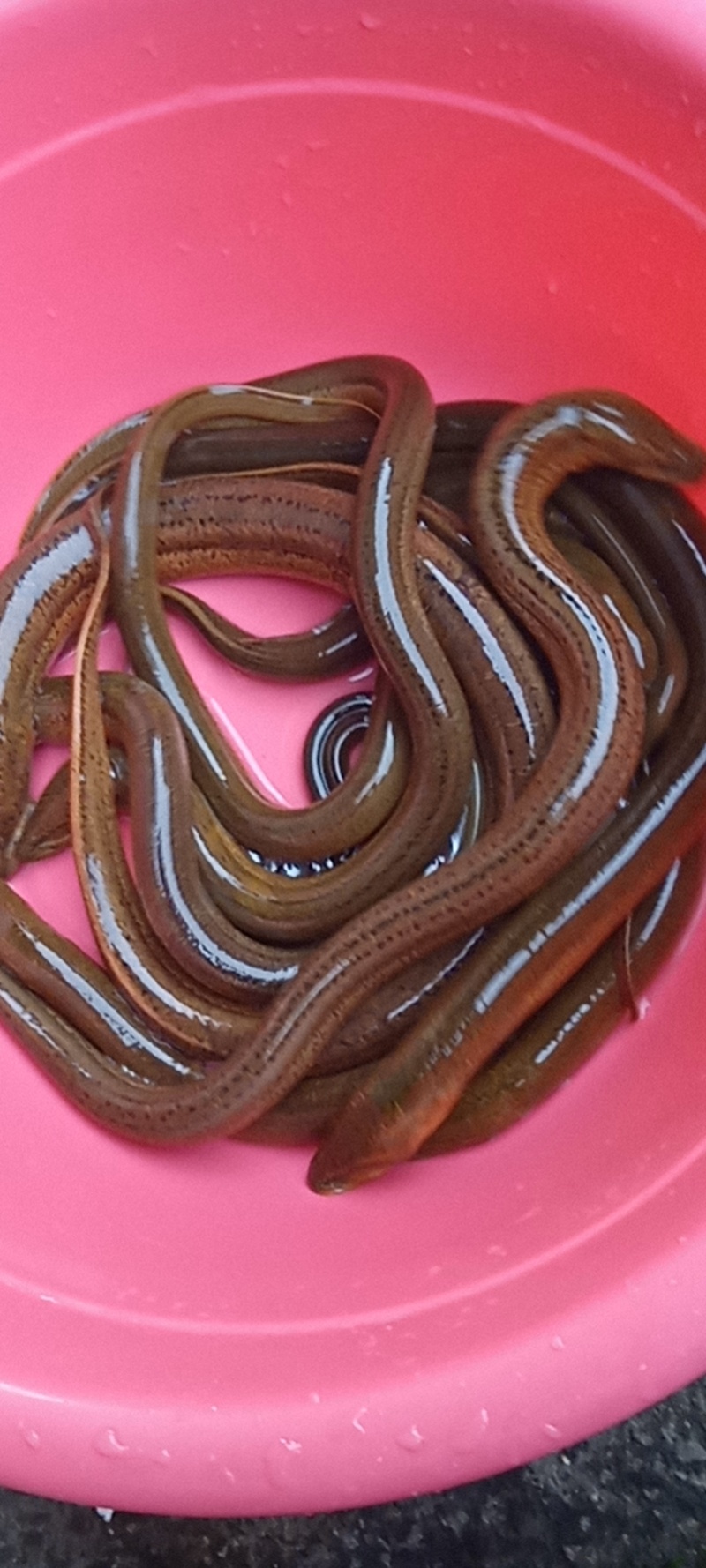 鳝鱼,鳝鱼,鳝鱼