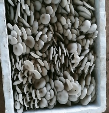 [平菇批发]平菇价格2.00元/斤 - 一亩田