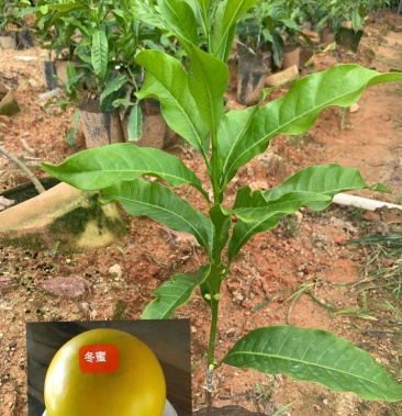 带花早生四季黄晶果冬蜜品种嫁接苗小小一棵基本都来花