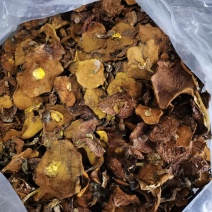 松蘑，黄蘑，黏窝子