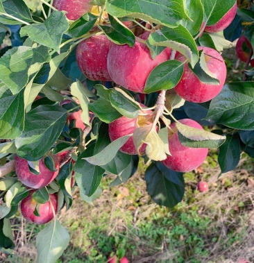 [苹果批发]龙丰价格0.70元/斤 - 一亩田