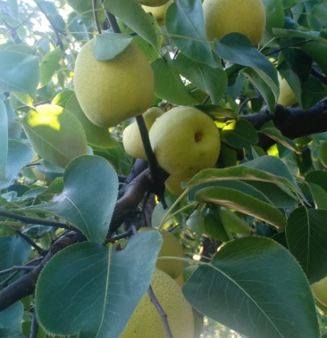 [梨批发]白苏梨价格0.90元/斤 - 一亩田