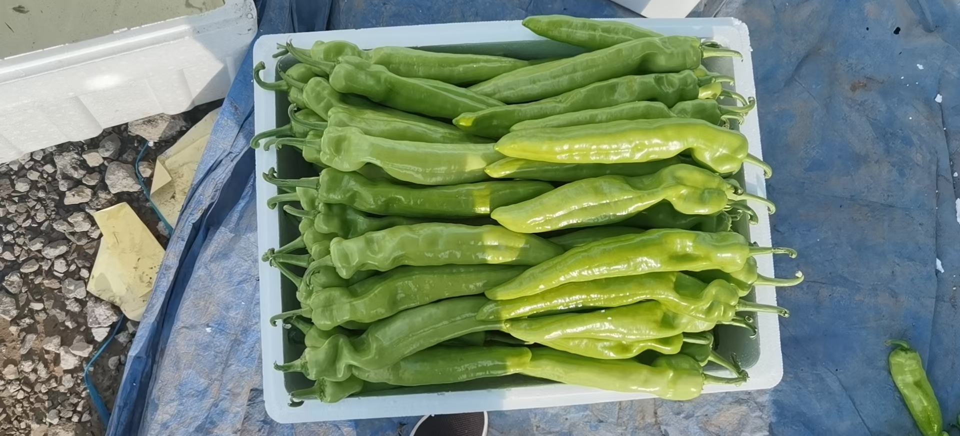 现代化蔬菜加工厂内,工人正在对刚采摘的翠冠圆菜进行分拣,传送带上有不同规格的扁圆形甜椒,工作人员佩戴手套操作电子秤和包装机,背景可见‘精品圆菜’标识牌和冷链预冷库入口 翠冠圆菜采后分级包装现场