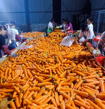 [胡萝卜批发]河南基地精品水洗红萝卜,无青头,条形好!大量供应价格0.