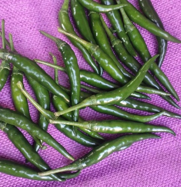 [鲜辣椒批发]829高辣绿椒价格2.00元/斤 - 一亩田