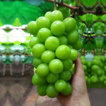 阳光玫瑰葡萄苗品种正宗5bb贝达3309提供管理技术