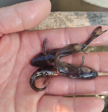 牛尾巴鱼苗乌苏里拟鲿江河鱼品种