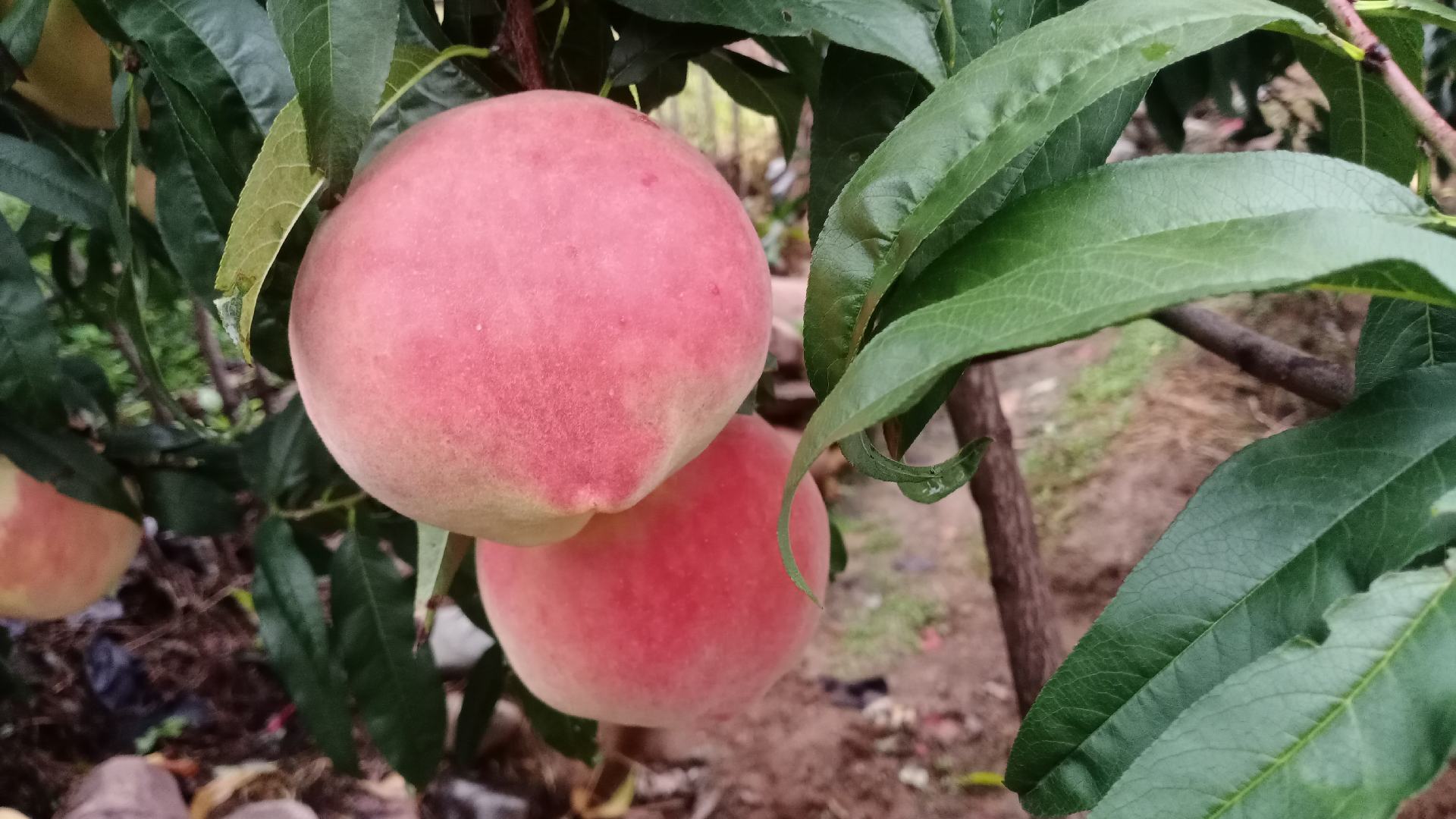 中华寿桃果园中的农民正在检查花苞